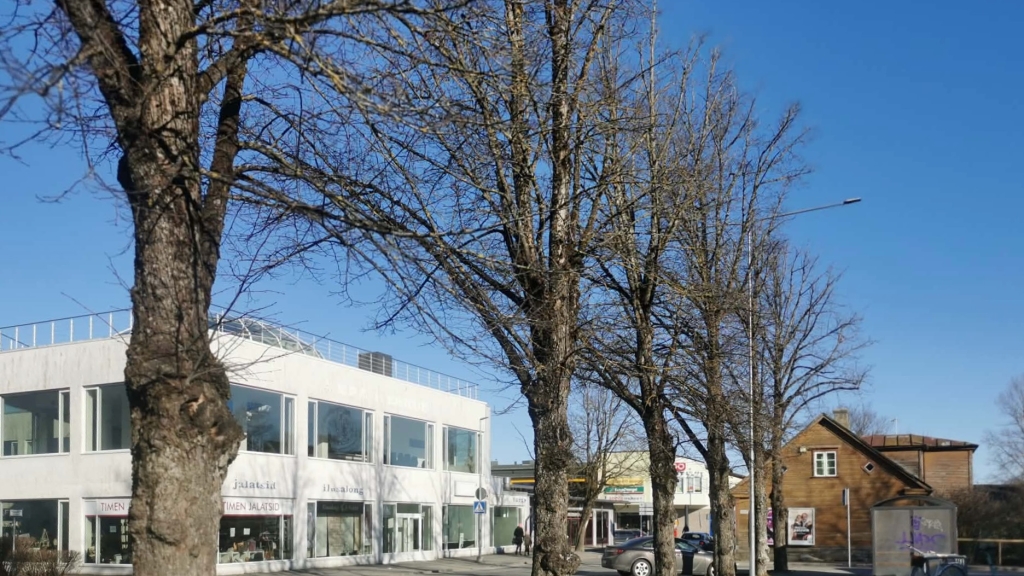 Karja tänava pärnad